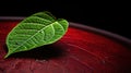 A green leaf sitting on a red surface with water droplets, AI Royalty Free Stock Photo