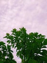 Green leaf with Sky background and cloude Royalty Free Stock Photo