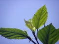 Green leaf with sky Background