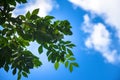 Green leaf with sky On bright sunshine. forest trees leaf. nature green wood sunlight backgrounds.