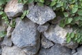 Green leaf slides along the brick wall. Royalty Free Stock Photo