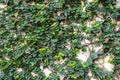 Green leaf slides along gray concrete wall. Royalty Free Stock Photo