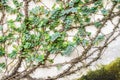 Green leaf slides along gray concrete wall. Royalty Free Stock Photo