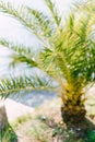 Green leaf of a small palm tree on the pier. Blur. Close-up Royalty Free Stock Photo