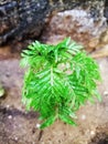 The green leaf small plant in my garden Royalty Free Stock Photo