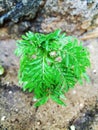 The green leaf small plant in my garden Royalty Free Stock Photo