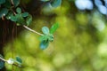 Green Leaf with green smooth bokeh tree branch