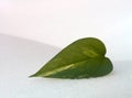 Green leaf on a snow. Royalty Free Stock Photo