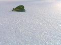 Green leaf on a snow.