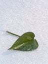 Green leaf on a snow. Royalty Free Stock Photo