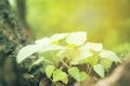 Green leaf soft focus with closeup in nature view on blurred greenery background in the garden with copy space use for design wall Royalty Free Stock Photo