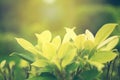 Green leaf soft focus with closeup in nature view on blurred greenery background in the garden with copy space use for design wall Royalty Free Stock Photo