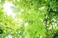 Green leaf soft focus with closeup in nature view on blurred greenery background in the garden with copy space use for design wall Royalty Free Stock Photo