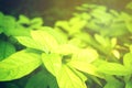 Green leaf soft focus with closeup in nature view on blurred greenery background in the garden with copy space use for design wall Royalty Free Stock Photo