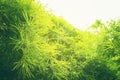 Green leaf soft focus with closeup in nature view on blurred greenery background in the garden with copy space use for design wall Royalty Free Stock Photo