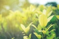 Green leaf soft focus with closeup in nature view on blurred greenery background in the garden with copy space use for design wall Royalty Free Stock Photo