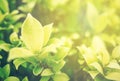 Green leaf soft focus with closeup in nature view on blurred greenery background in the garden with copy space use for design wall Royalty Free Stock Photo