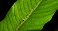 Green leaf and spider web macro background with black color, Royalty Free Stock Photo