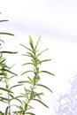 Green leaf sprig of rosemary with shadow on white background Royalty Free Stock Photo