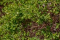 Green leaf. Green spring bush. Green fresh fresh spring leaves on a bush