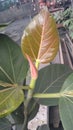 Green leaf spring in street side of India