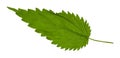 Green leaf of Stinging nettle grass isolated