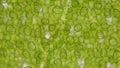 Green leaf stoma cells science background