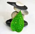 Green leaf Stone