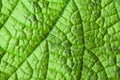 Green leaf structure Royalty Free Stock Photo