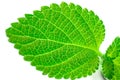 Green leaf structure Royalty Free Stock Photo