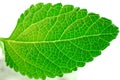 Green leaf structure Royalty Free Stock Photo