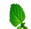 Green leaf structure Royalty Free Stock Photo