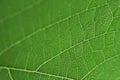 Green leaf structure macro Royalty Free Stock Photo