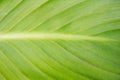 Green leaf structure with streaks closeup, natural pattern Royalty Free Stock Photo