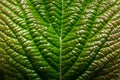 green leaf in the sun macro view Royalty Free Stock Photo