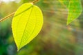 Green leaf with sun ray on bokeh nature blurred Royalty Free Stock Photo