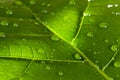 Green leaf in sun with water drop floral abstract Royalty Free Stock Photo