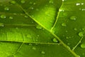 Green leaf in sun with water drop floral abstract