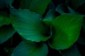 Abstract green leaf texture, tropical leaf foliage nature dark green background Royalty Free Stock Photo