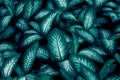 Green leaves for background and wallpaper Royalty Free Stock Photo