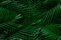 Green leaf surface, abstract background, natural pattern, tropical leaves, dark leaves Royalty Free Stock Photo