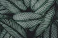 Abstract green leaf texture, tropical leaf foliage nature dark green background Royalty Free Stock Photo