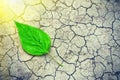 Green leaf on the surface of the dry cracked land in the rays of the sun. Environmental disaster. Severe drought and lack of moist