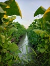 Green leaf of tabaco in te evening of summer