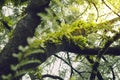 Green leaf tamarind during the rainy season. Royalty Free Stock Photo