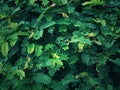 The green leaf of the tamarind tree