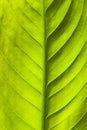 Green leaf texture Royalty Free Stock Photo