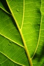 Green Leaf texture Royalty Free Stock Photo