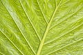 Green leaf texture Royalty Free Stock Photo