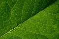 Green leaf texture Royalty Free Stock Photo